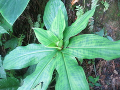 Costus erythrophyllus