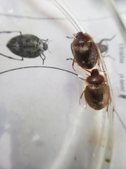 Sperchopsis tessellata