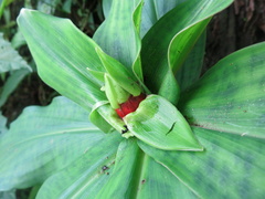 Costus erythrophyllus