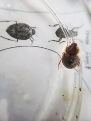 Sperchopsis tessellata