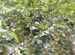 Camellia granthamiana