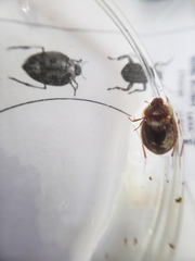 Sperchopsis tessellata