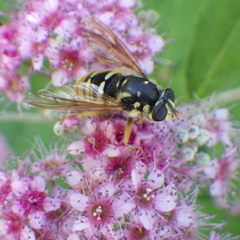 Temnostoma alternans