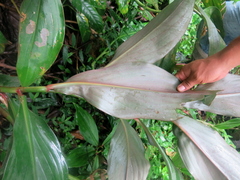 Costus erythrophyllus
