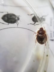 Sperchopsis tessellata