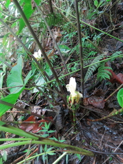 Costus erythrophyllus