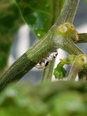 Salticus austinensis