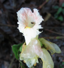 Costus erythrophyllus