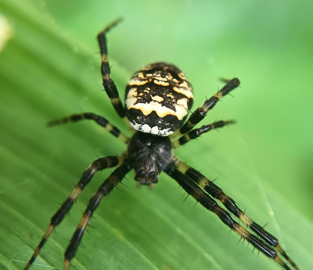 Gea zaragosa