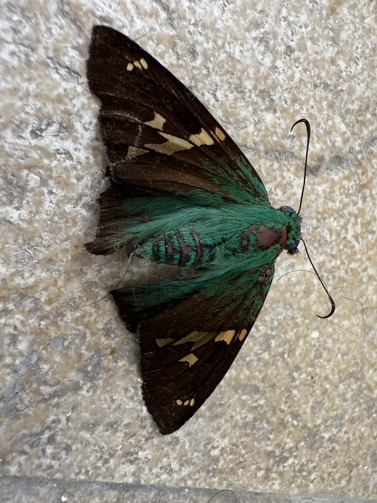 Astraptes talus