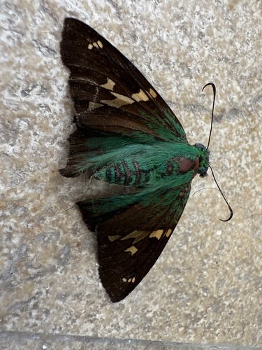 Astraptes talus