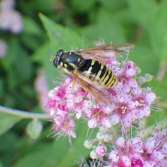 Temnostoma alternans