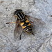 Helophilus pendulus - Photo (c) Philip Mark Osso,  זכויות יוצרים חלקיות (CC BY-NC), uploaded by Philip Mark Osso