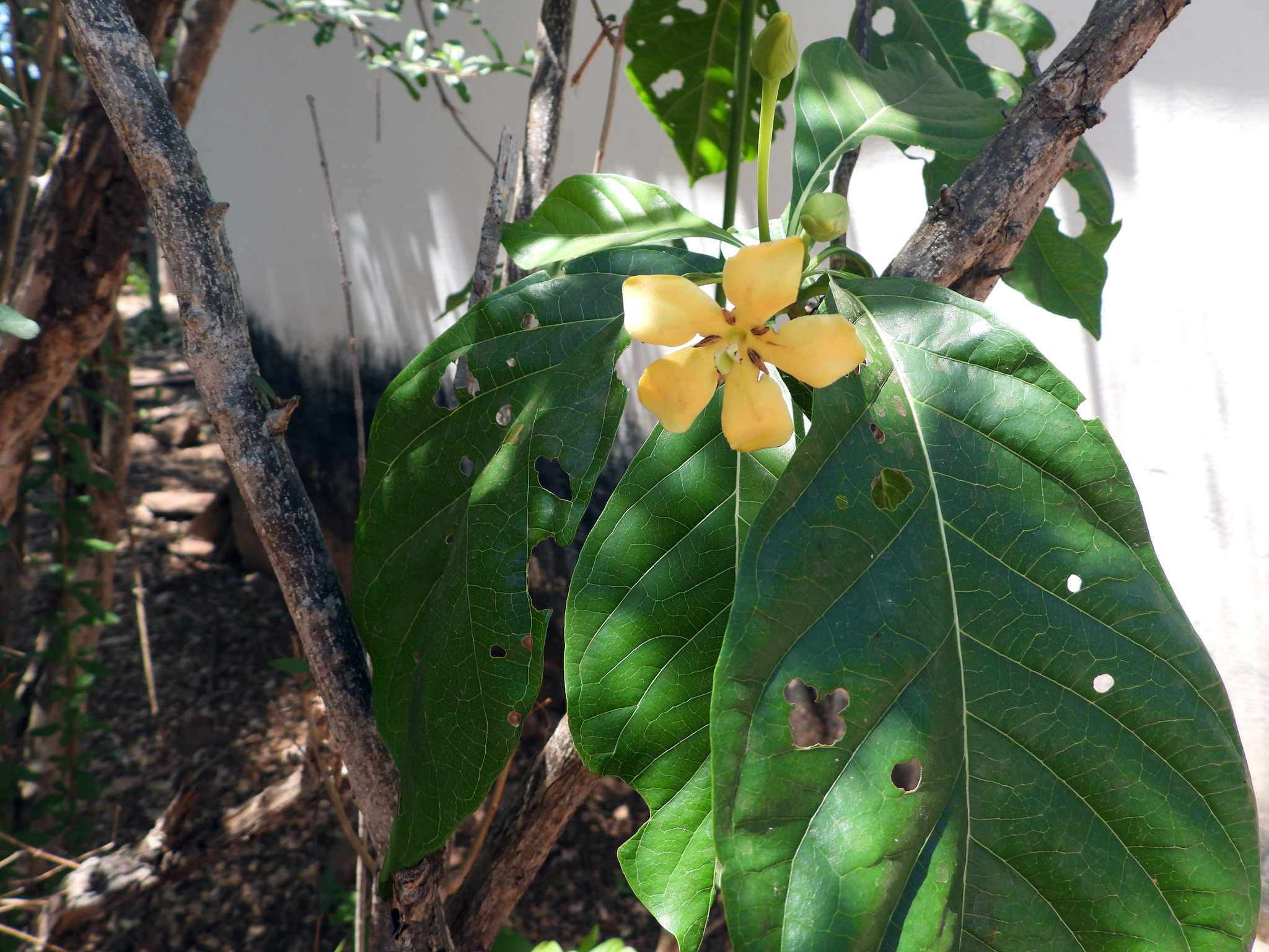Tocoyena sellowiana