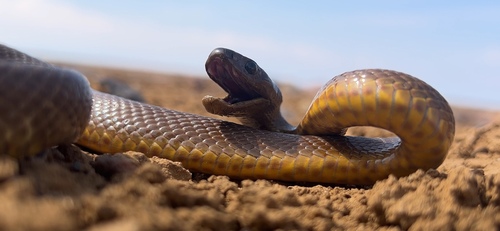 Inland Taipan sighting
