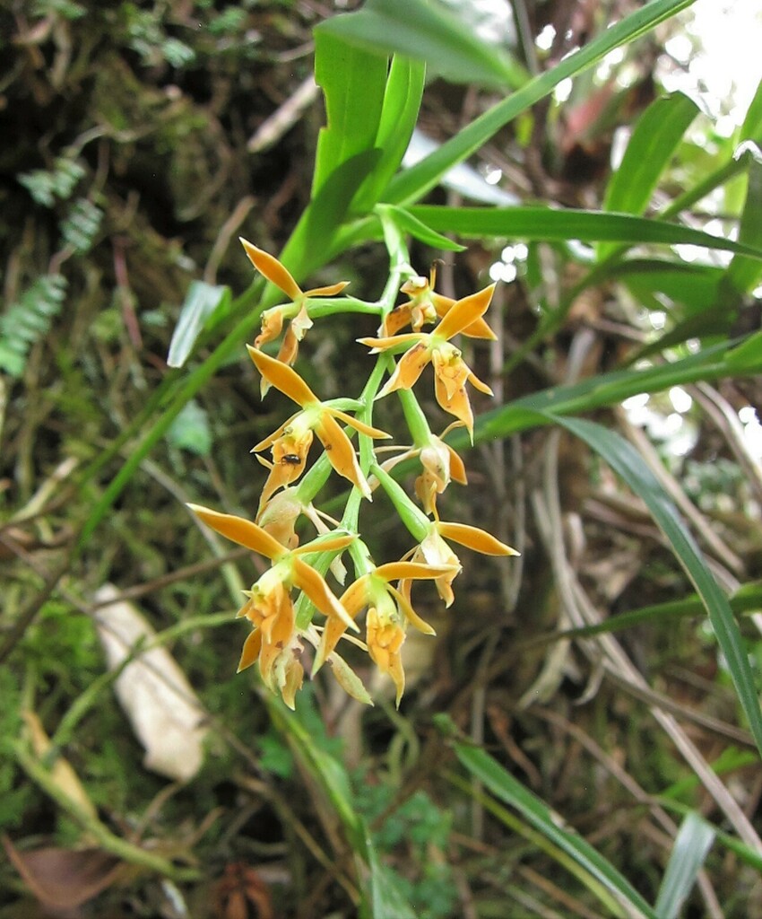 Epidendrum alpicola Rchb.f. & Warsz. 2
