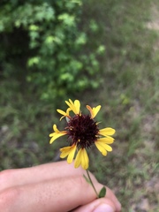 Gaillardia aestivalis
