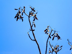 Gyrocarpus jatrophifolius