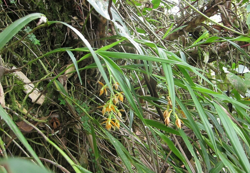 Epidendrum alpicola Rchb.f. & Warsz. 3
