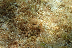 Fraser's Blenny photo 2