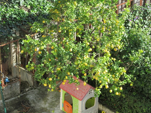 Lemon fruit on a tree