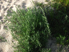 Artemisia lindleyana