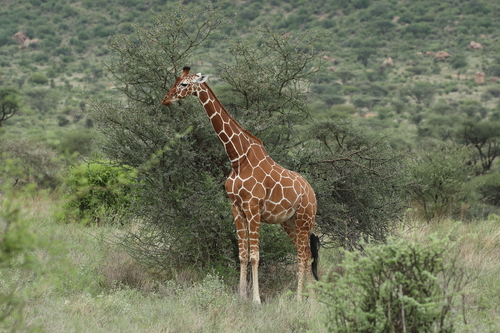 Giraffa reticulata de Winton, 1899