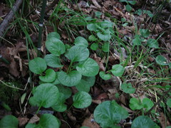 Pyrola asarifolia