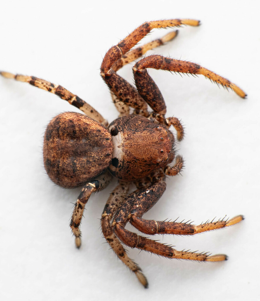 Xysticus luctator