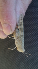 Trimerotropis pseudofasciata