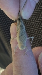 Trimerotropis pseudofasciata