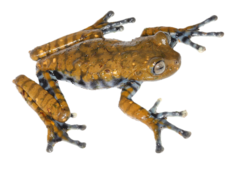 Cordillera Central Treefrog photo 2