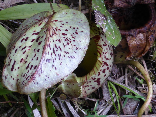 Nepenthes burbidgei