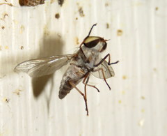 Leucotabanus annulatus