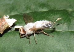 Leucotabanus annulatus