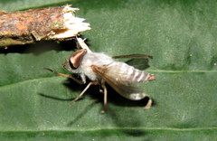 Leucotabanus annulatus