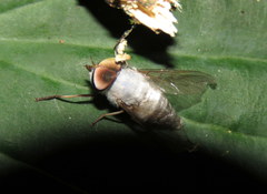 Leucotabanus annulatus