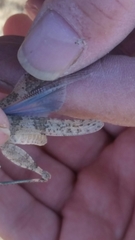 Trimerotropis pseudofasciata