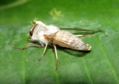 Leucotabanus annulatus