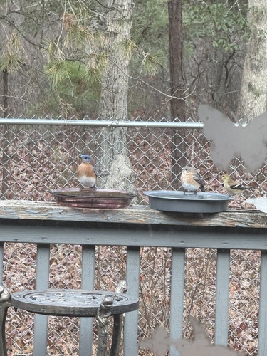 Eastern Bluebird photographed in New Jersey
