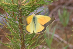 Colias christina