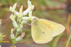 Colias christina