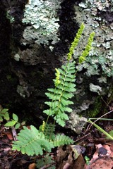 Anemia hirsuta