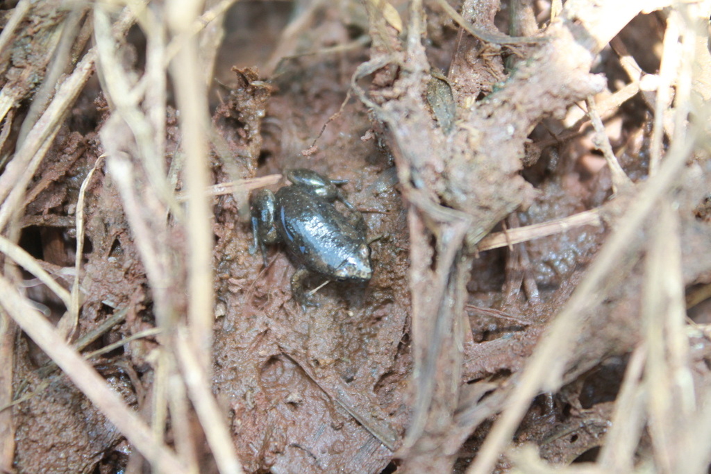 Santa Catarina Humming Frog