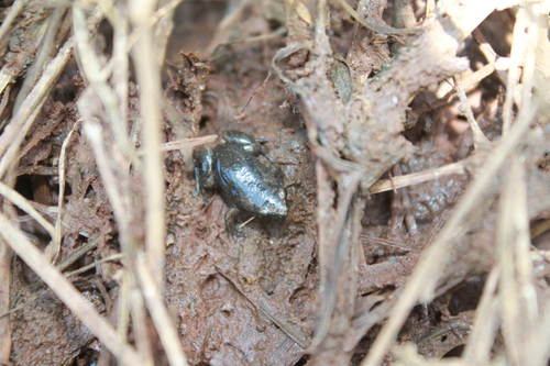 Santa Catarina Humming Frog, Chiasmocleis leucosticta