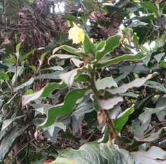 Costus villosissimus