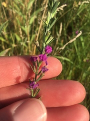 Lythrum californicum