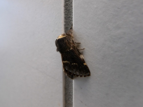 Poecilocampa populi populi