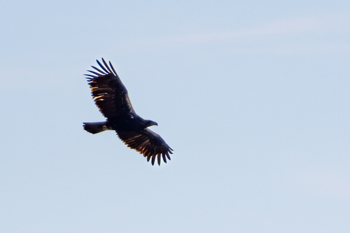 Águila imperial ibérica (Aquila adalberti)