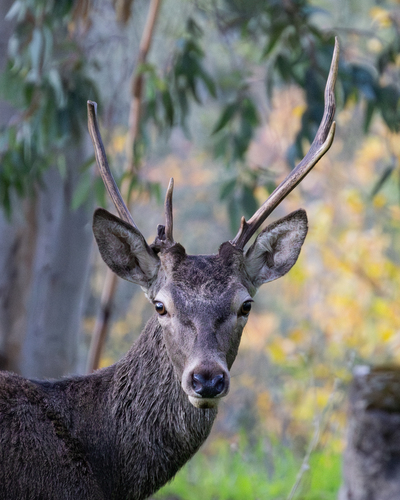 Deer